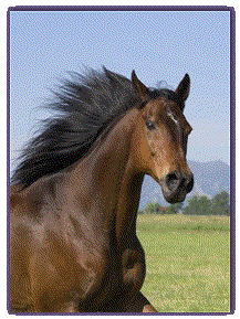 Horse posters horse prints horse bedroom decor horses prints posters Bay Thoroughbred, Gelding, Longmont, Colorado,  HORSE
 PRINTS & POSTERS
