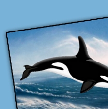 Killer Whales Wall Decals boat beds nautical rooms
